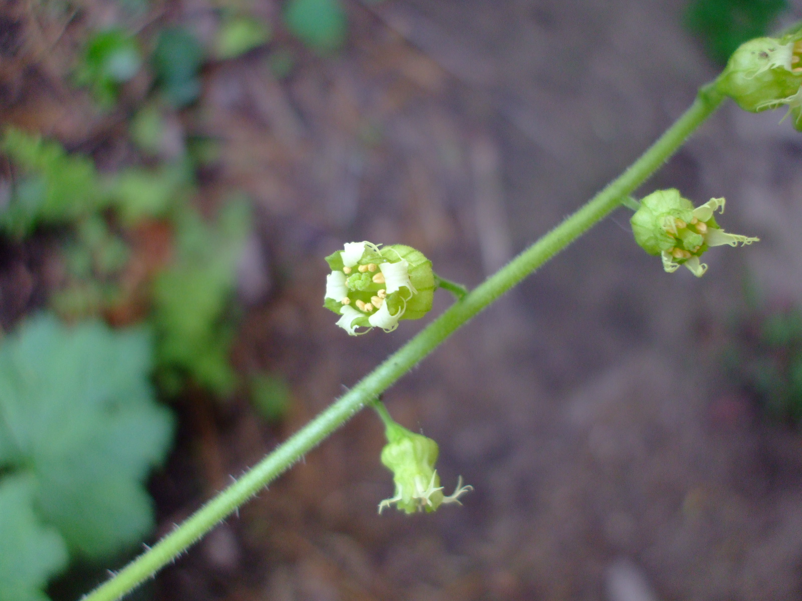 Tellima grandiflora